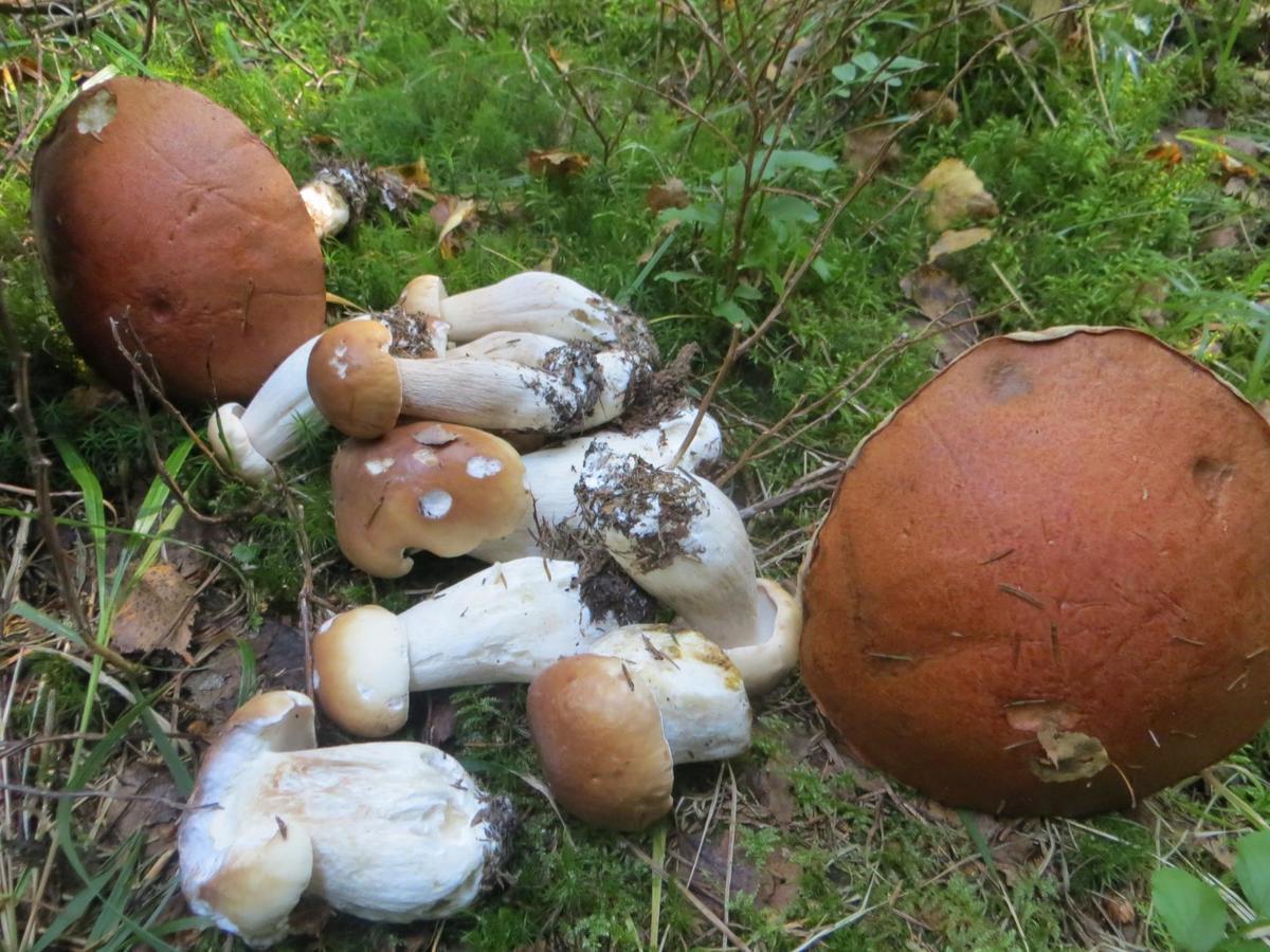 Pid Lisochkom Verkhovyna Luaran gambar